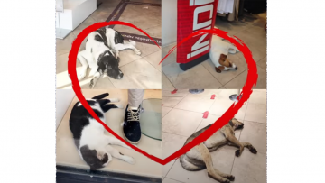 75_DUNYA HAYVANLARI KORUMA GUNU